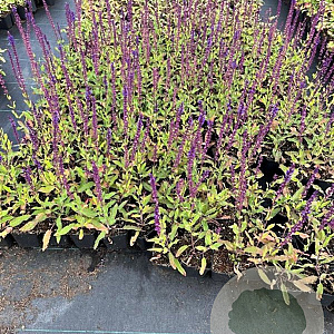 Salvia nem. 'Caradonna' GM P9