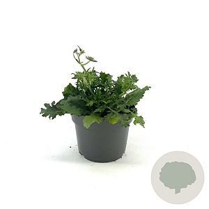 Scabiosa col. 'Butterfly Blue' GM 2,0L