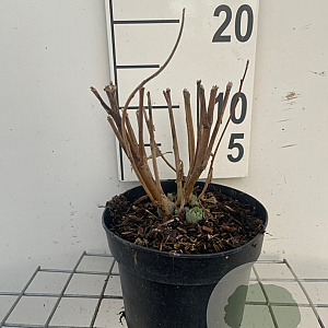 Sedum 'Herbstfreude' GM 2,0L