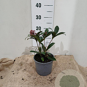 Skimmia j. 'Rubella' 20-25 cm 2,0L