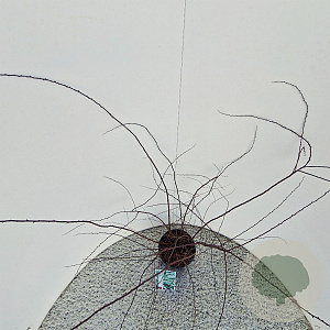 Spiraea cinerea 'Grefsheim' 40-50 cm 3,0L