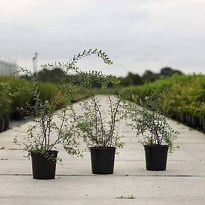Spiraea cinerea 'Grefsheim' 80-100 cm 10L
