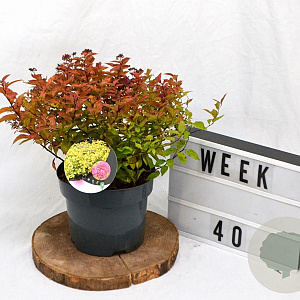 Spiraea jap. 'Goldflame' 30-40 cm 3,0L