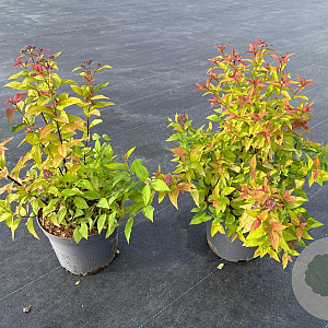 Spiraea jap. 'Goldflame' 30-40 cm 3,0L
