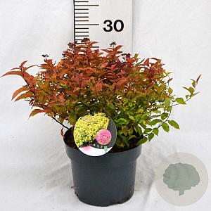 Spiraea jap. 'Goldflame' 30-40 cm 3,0L