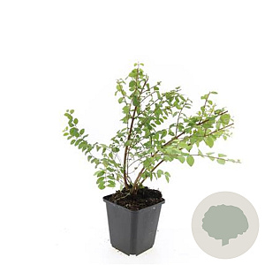 Symphoricarpos ch. 'Hancock' GM P9