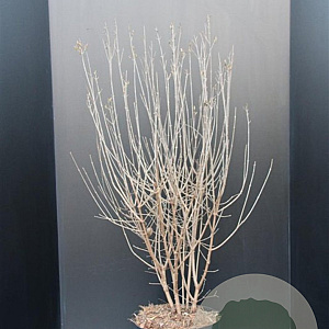 Syringa Dark Purple 60-80 cm 7,5L