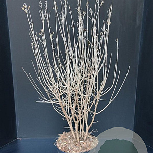 Syringa Dark Purple 60-80 cm 7,5L