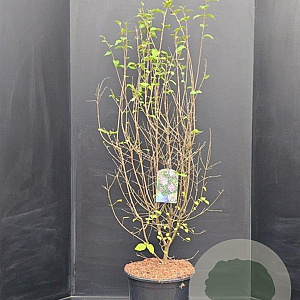 Syringa microphylla 'Superba' 125-150 cm 15L