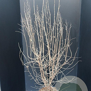 Syringa microphylla 'Superba' 125-150 cm 15L