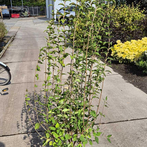 Syringa microphylla 'Superba' 125-150 cm 15L