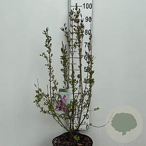 Syringa microphylla 'Superba' 80-100 cm 10L