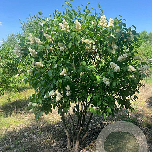 Syringa v. 'Primrose' 200-250 cm draadkluit struik