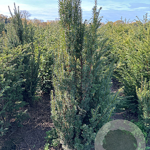Taxus baccata 125-150 cm met kluit