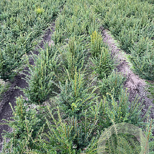 Taxus baccata 40-50 cm met kluit