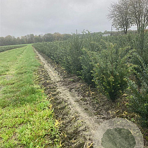 Taxus baccata 40-60 cm met kluit