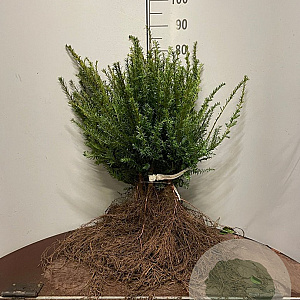 Taxus baccata 40-60 cm wortelgoed 2/2