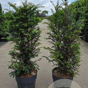 Taxus baccata 80-100 cm 10L