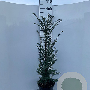 Taxus baccata 80-100 cm 7,5L