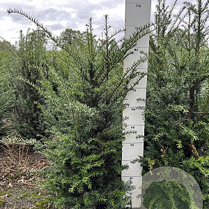 Taxus baccata 80-100 cm met kluit