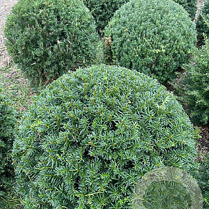 Taxus baccata 80-85 cm met kluit bol