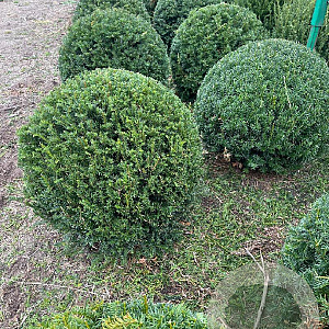 Taxus baccata 80-85 cm met kluit bol