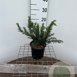 Taxus b. 'Repandens' 20-25 cm 2,0L