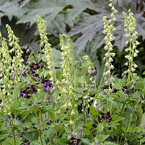 Tellima grandiflora GM P9 BIO