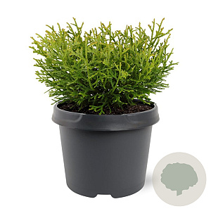 Thujopsis dolabrata 'Nana' 20-25 cm 3,0L