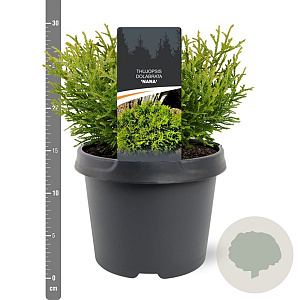 Thujopsis dolabrata 'Nana' 20-25 cm 3,0L