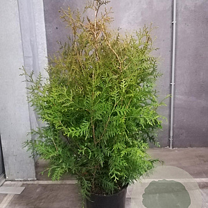 Thuja occ. 'Brabant' 80-100 cm met kluit