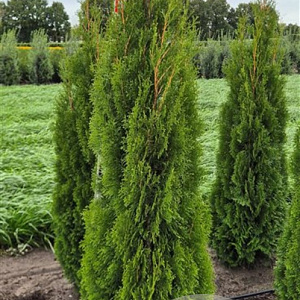 Thuja occ. 'Smaragd' 175-200 cm met kluit