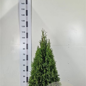 Thuja occ. 'Smaragd' 80-100 cm met kluit