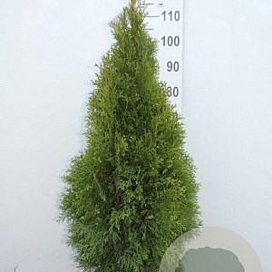 Thuja occ. 'Smaragd' 80-100 cm met kluit