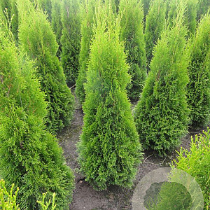 Thuja occ. 'Smaragd' 80-100 cm met kluit