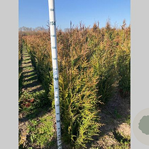 Thuja pl. 'Atrovirens' 100-120 cm met kluit