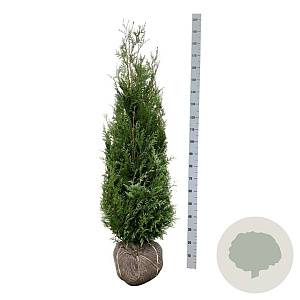 Thuja pl. 'Atrovirens' 140-160 cm met kluit