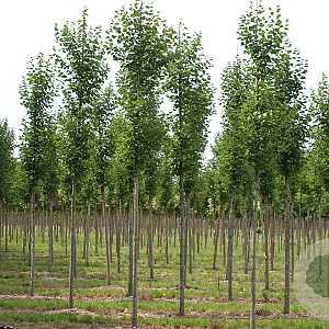 Tilia cordata 'Roelvo' 18-20 HO draadkluit