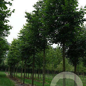 Tilia platyphyllos 10-12 HO draadkluit