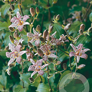 Tricyrtis hirta GM P9