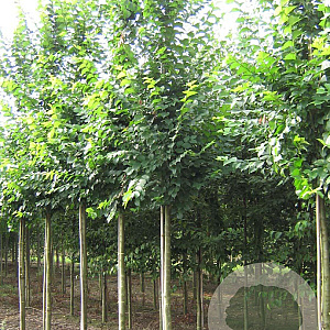 Ulmus 'Lobel' 14-16 HO draadkluit
