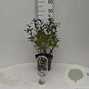 Vaccinium cor 'Brigitta' 30-40 cm 3,0L