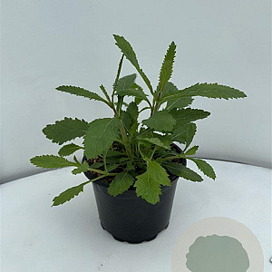 Verbena bonariensis GM 2,0L