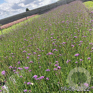 Verbena bonariensis GM 2,0L