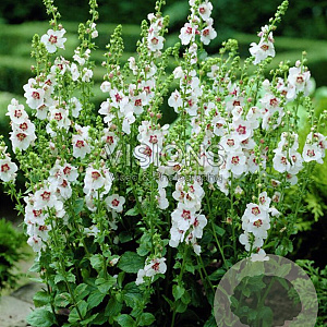 Verbascum chaixii 'Album' GM P9