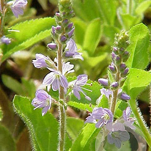 Veronica officinalis GM P9 BIO