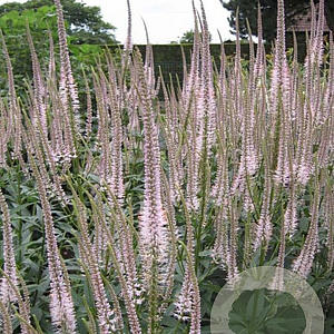 Veronicastrum virg. 'Pink Glow' GM P9 BIO