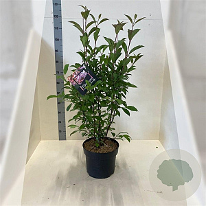 Viburnum bodn. 'Dawn' 80-100 cm 10L