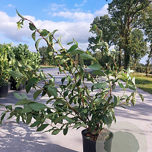 Viburnum bodn. 'Dawn' 80-100 cm 10L