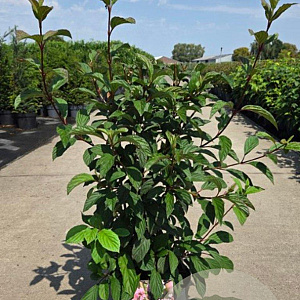 Viburnum bodn. 'Dawn' 80-100 cm 10L